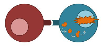 Tegning av to celler som interagerer via hvert sitt protein. I den ene cellen starter signalene å gå.
