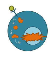 Tegning av en celle der et signal går fra et molekyl til et annet inni cellen før det går videre inn i kjernen.