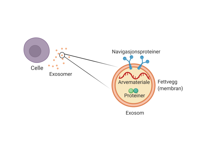 Tegning av celle som skiller ut eksosomer, og exosomer med navigasjonsproteiner, andre proteiner, membran, og arvestoff.