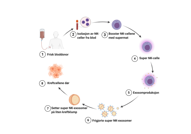 Flytdiagram av hvordan superexosomene blir produsert.