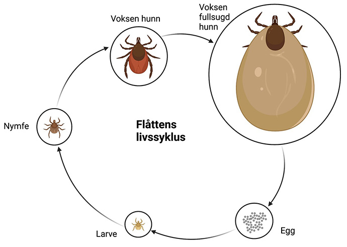 livssyklus i fire stadier: egg, larve, nymfe og voksen hunnflått. Figuren har og med en hunnflått som har sugt blod.og er klar til å legge egg.