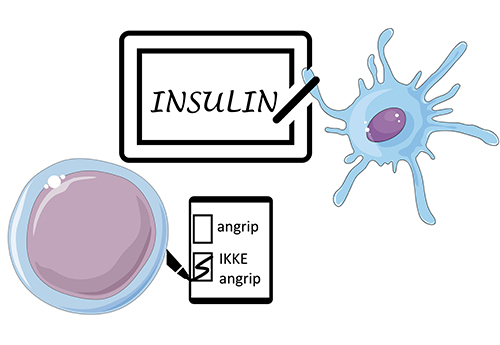 Tegning av en lærercelle som peker på en tavle der det står insulin. En elevcelle krysser av for "insulin: ikke angrip"