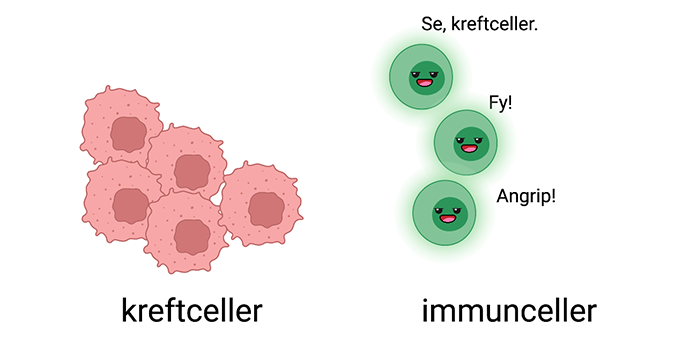 Tegning av kreftceller til venstre og immunceller til høyre. Kreftcellene produserer ikke AHR og den gule skyen er borte. Immuncellene oppdater kreftcellene. De sier: Se, kreftceller. Fy! Angrip!