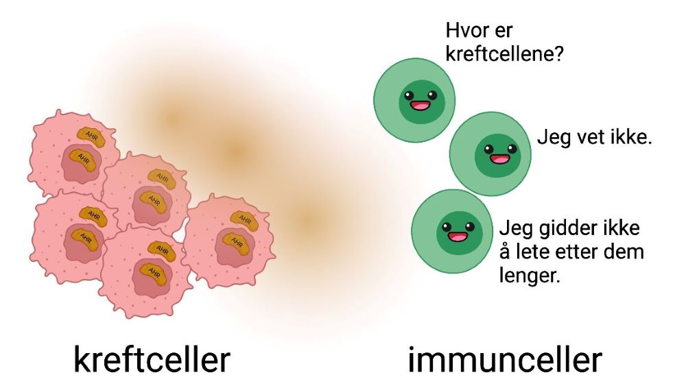 Tegning av kreftceller til venstre og immunceller til høyre. Kreftcellene produserer AHR og er derfor dekket av en gul sky som gjør at immuncellene ikke ser dem. Immuncellene sier: Hvor er kreftcellene? Jeg vet ikke. Jeg gidder ikke lete etter dem lenger.