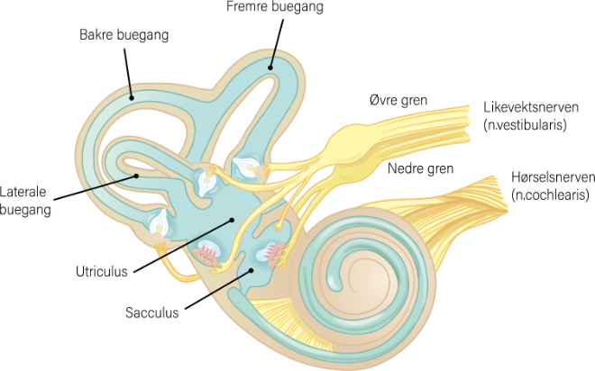 Illustrasjon av det indre øret