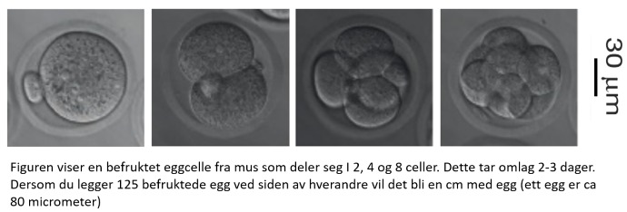 Mikroskopibilder av celler. Først en celle, så to celler, så fire, så mange.