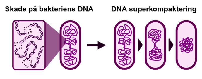 Tegning av en bakteriecelle med skadet DNA. Nye figurer av samme bakterie viser at arvestoffet klumper seg mer og mer.