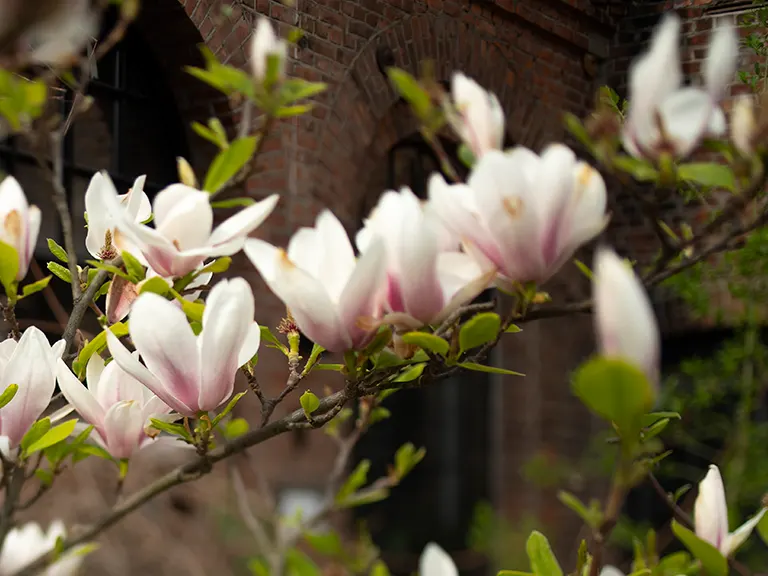 magnolia